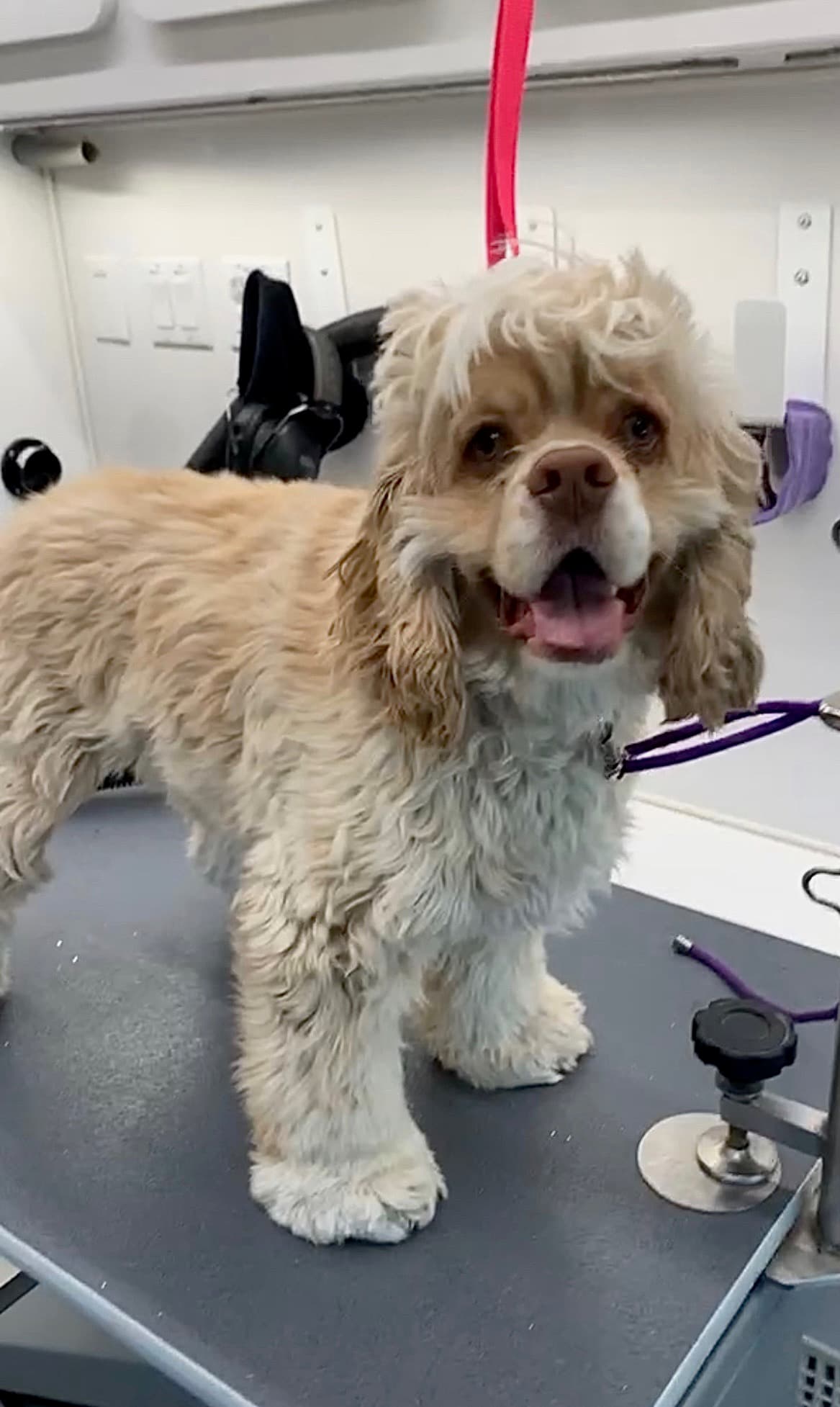 A cocker spaniel before grooming, coat shaggy