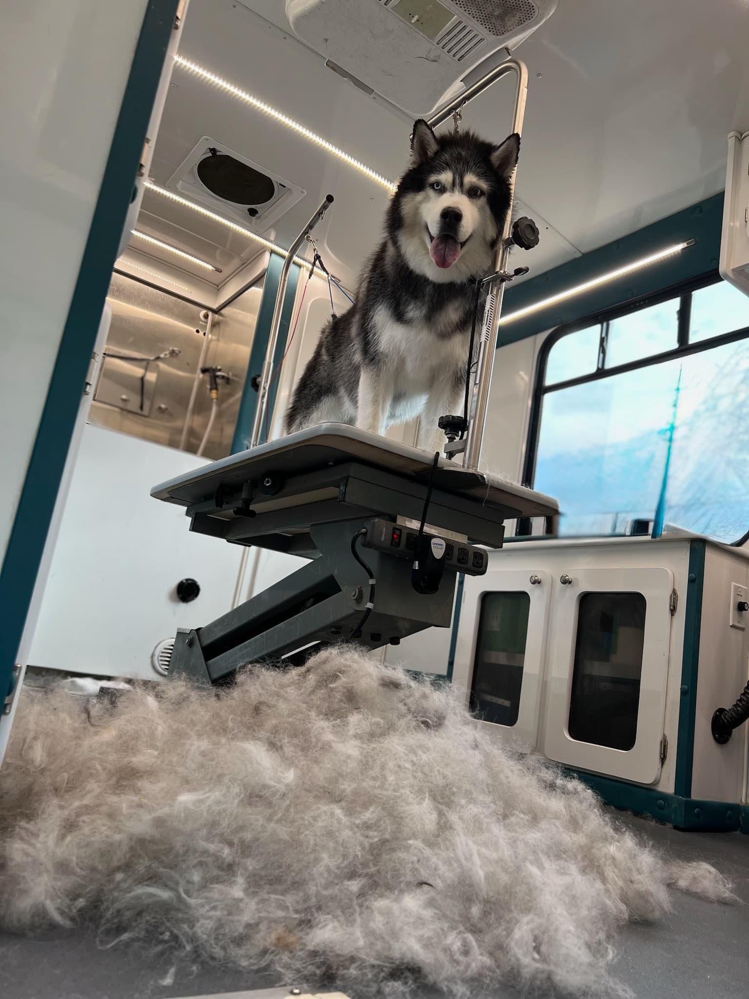 A husky standing over a large pile of deshedded fur after a deshedding treatment