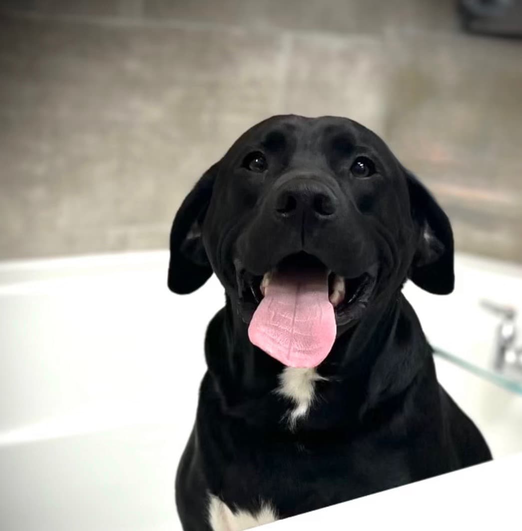A happy black Labrador mix sitting in a bathtub with its tongue out