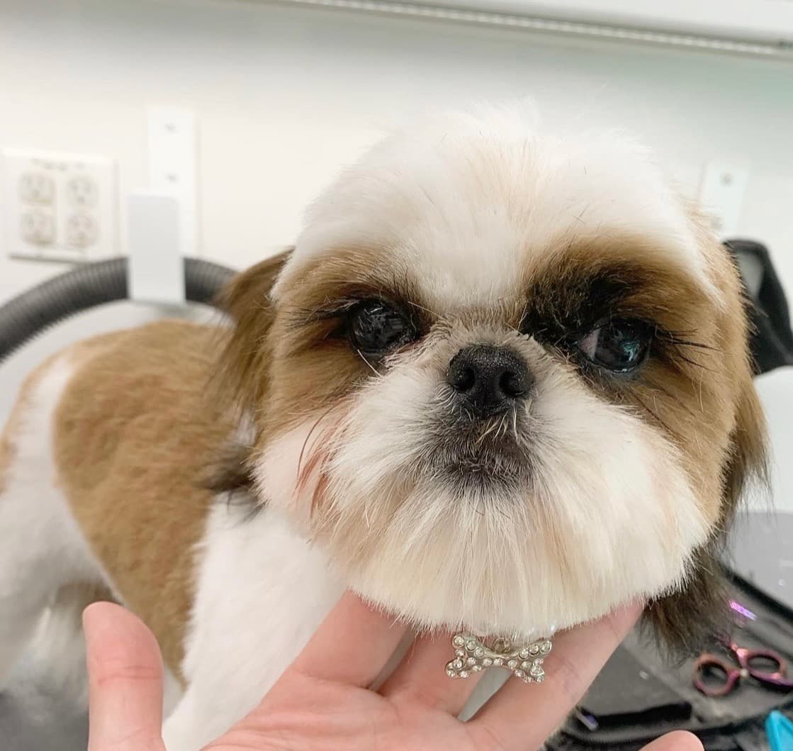 A Shih Tzu with a neatly trimmed coat and a rhinestone collar charm