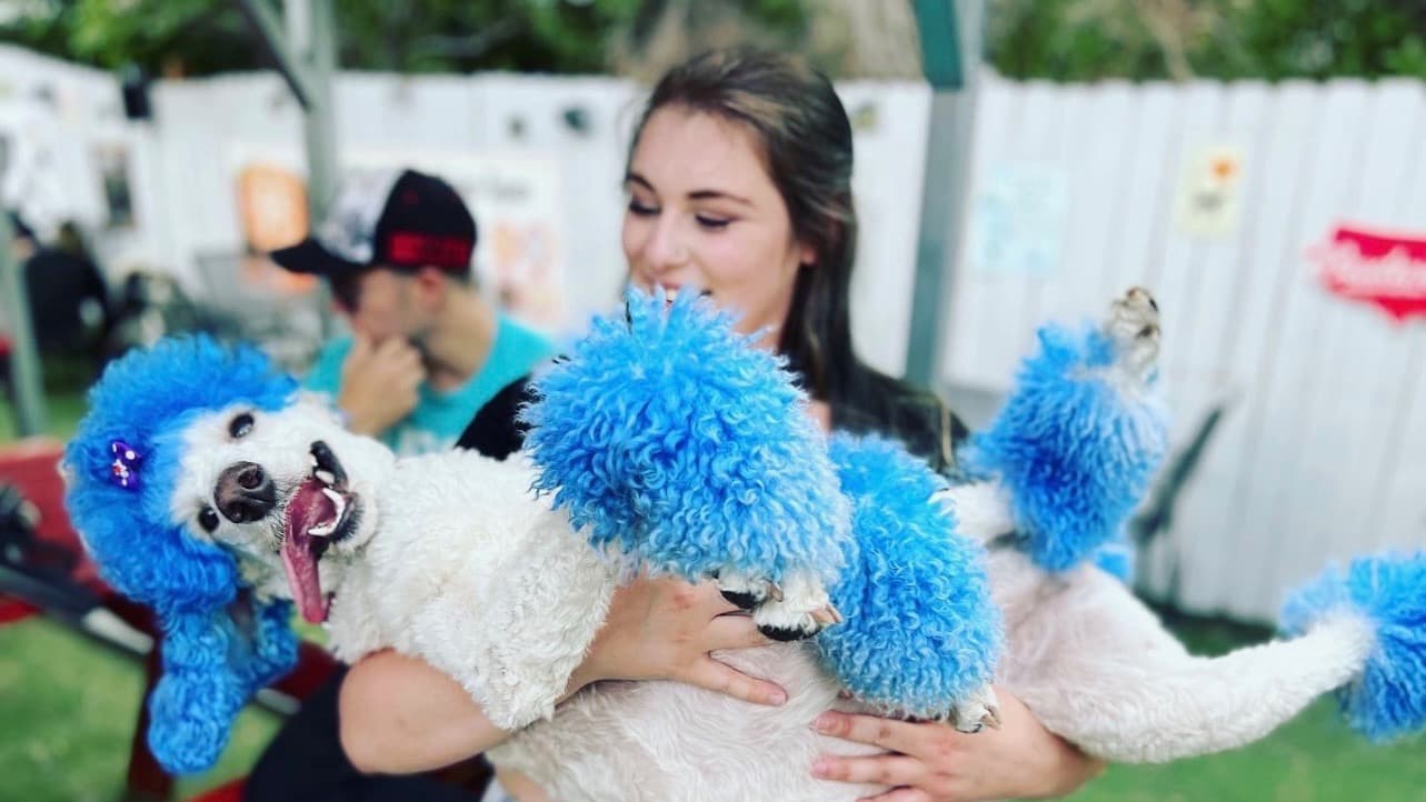 Emily laughing while holding Malibu, dyed a vivid blue for a creative-color event