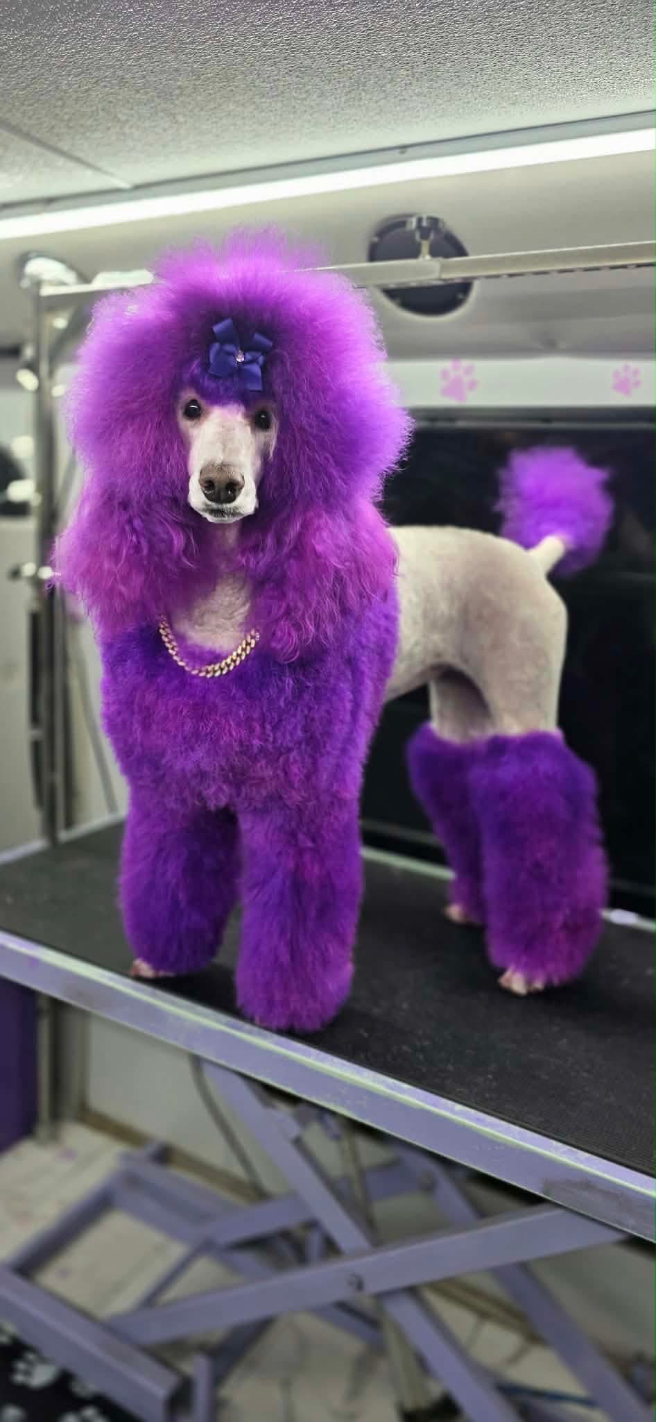 Malibu, the real standard poodle behind the Emβs Pup Cuts logo, with a fresh purple creative-color groom